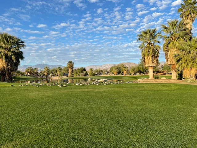 Palms and lakeside greenery