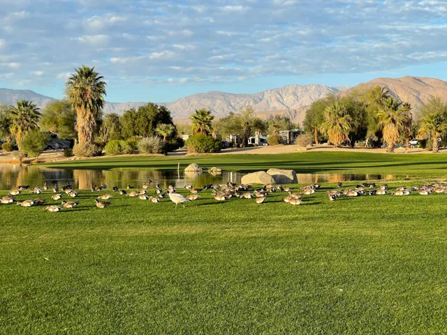 Lake, palms, and mountain views